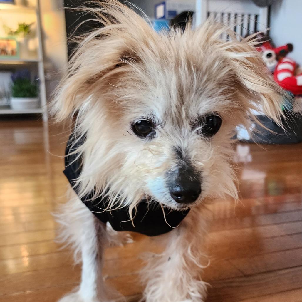 Enlarge Buffy, a Adoptable Yorkshire Terrier in Ferndale, MI image 3/6