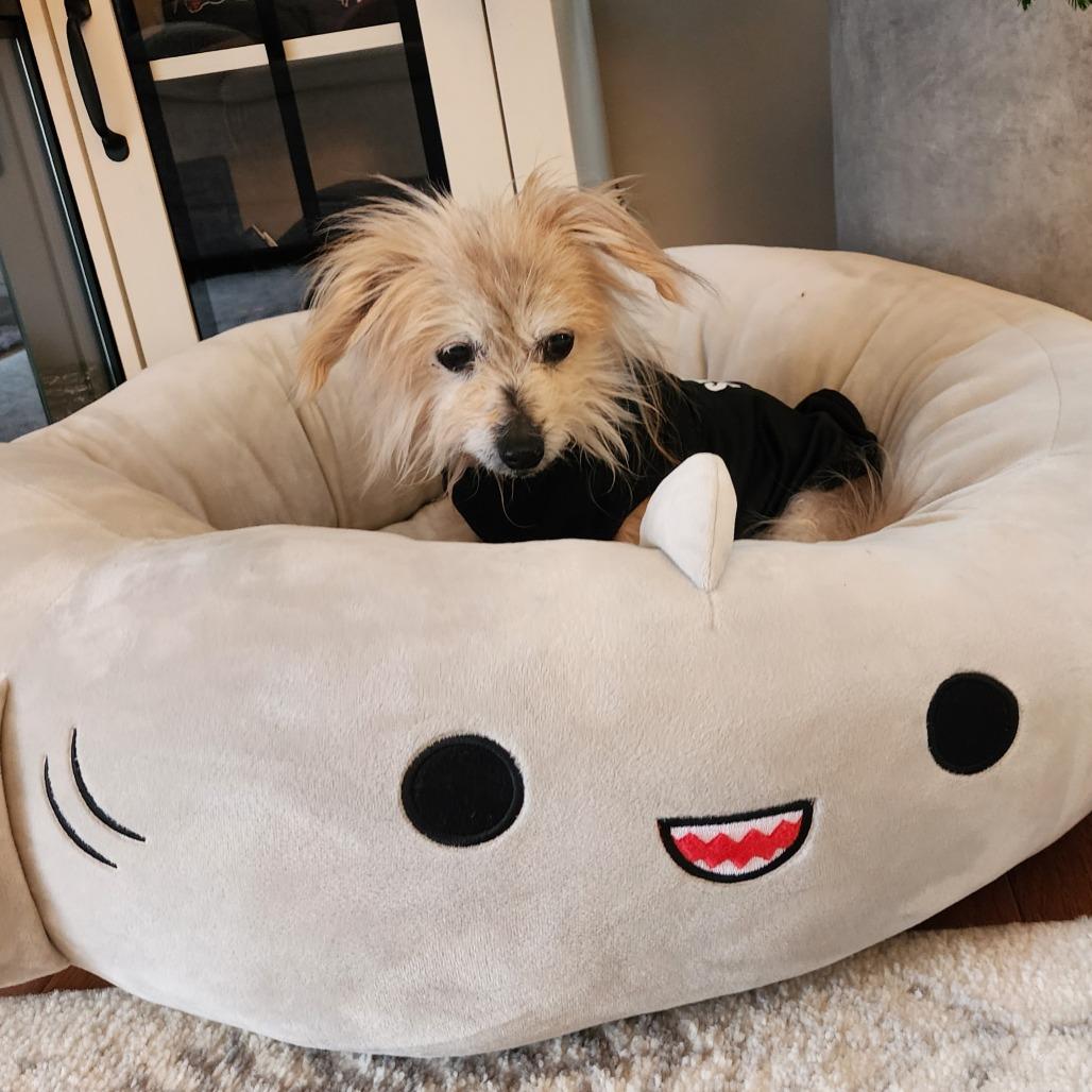 Enlarge Buffy, a Adoptable Yorkshire Terrier in Ferndale, MI image 4/6