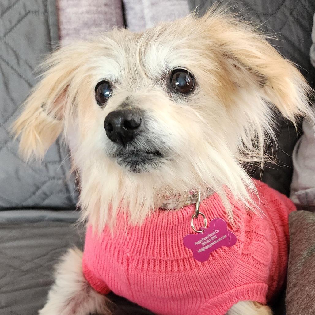 Enlarge Buffy, a Adoptable Yorkshire Terrier in Ferndale, MI image 5/6