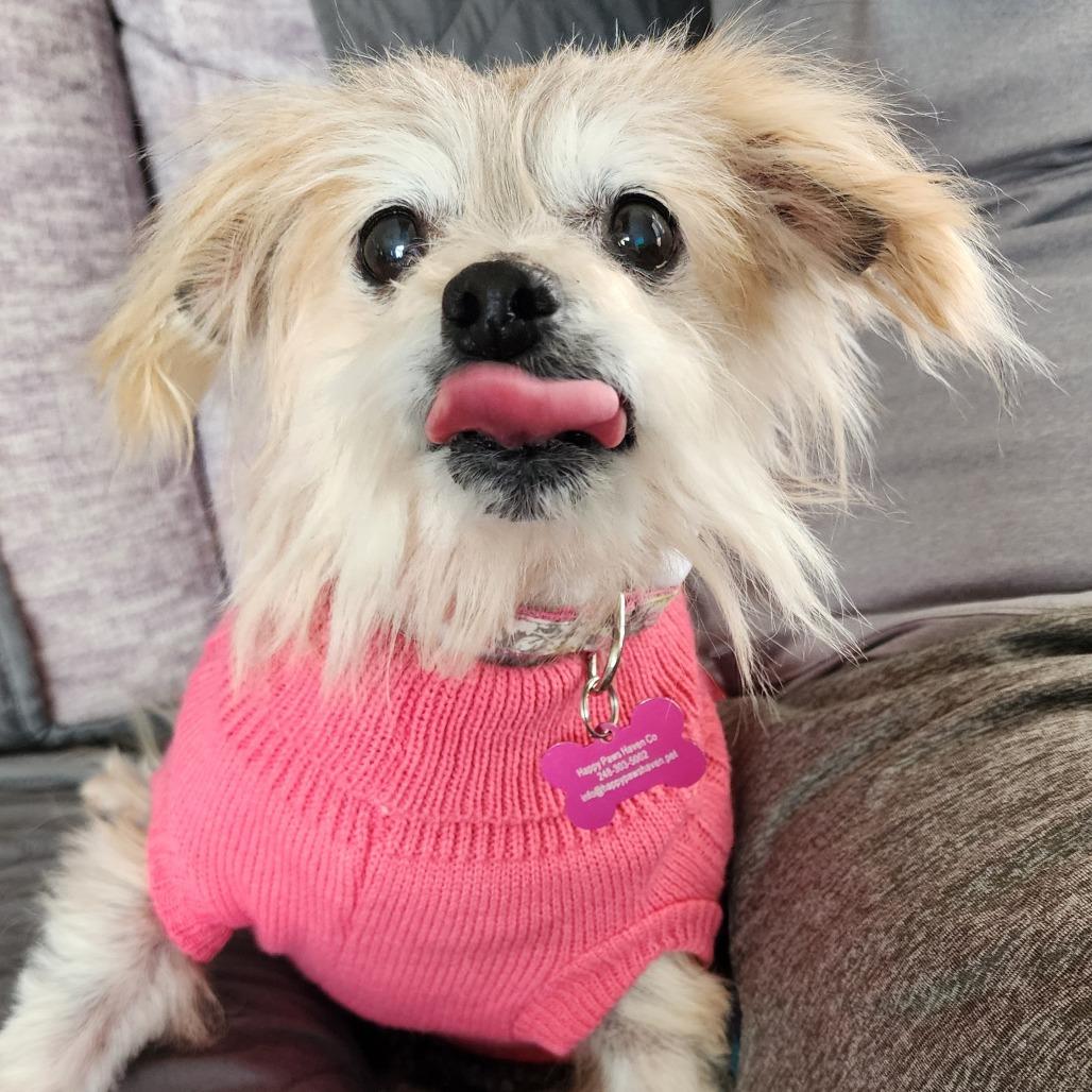 Enlarge Buffy, a Adoptable Yorkshire Terrier in Ferndale, MI image 6/6