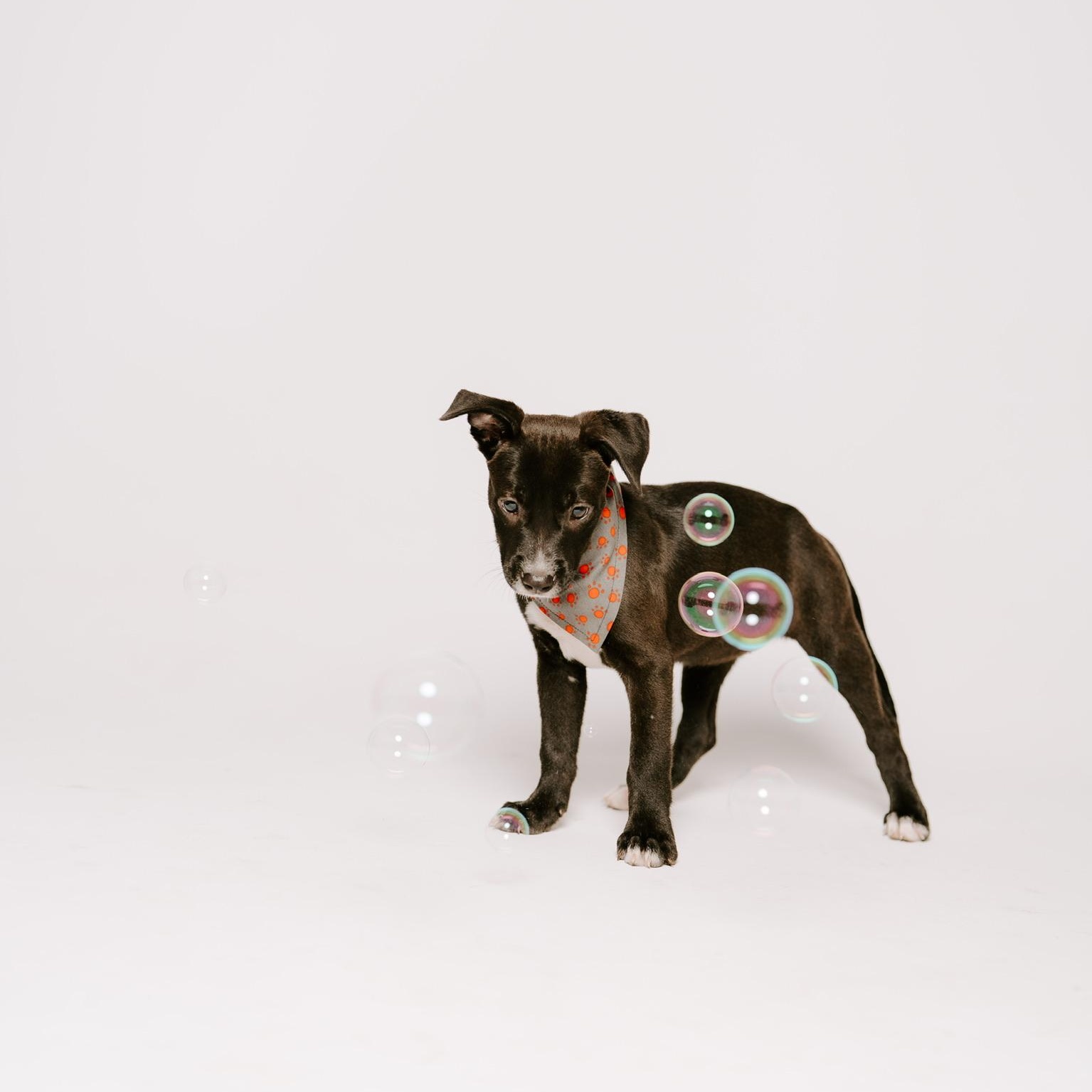 Tahiti, a Adoptable mixed breed in Bozeman, MT image 6/6