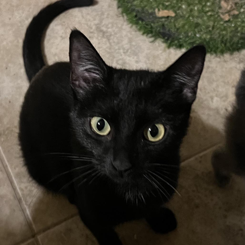 Enlarge Freddie, a Adoptable Domestic Short Hair in Fayetteville, AR image 1/1