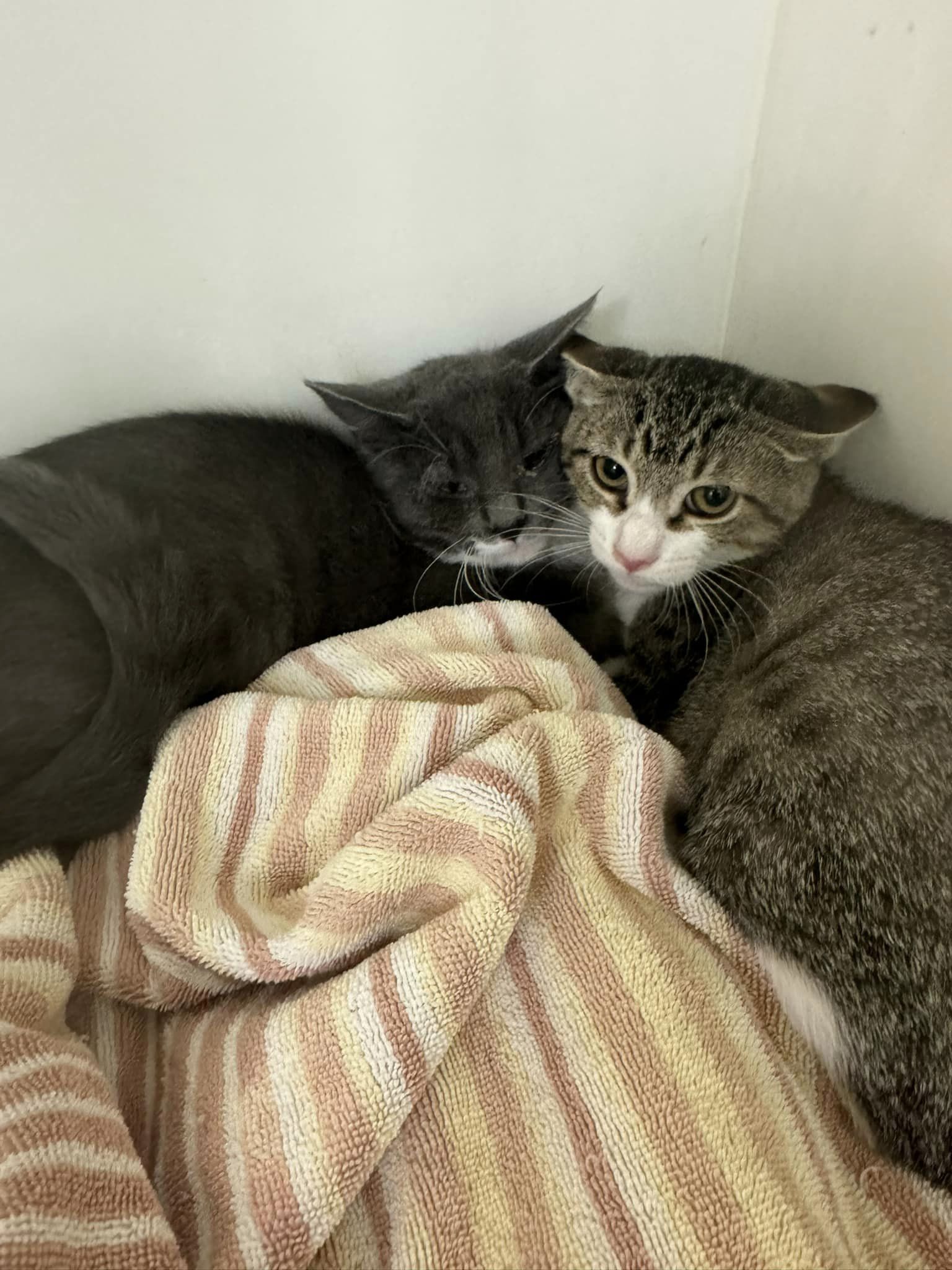 Cat for adoption Pepper & Anchovy, a Domestic Short Hair in