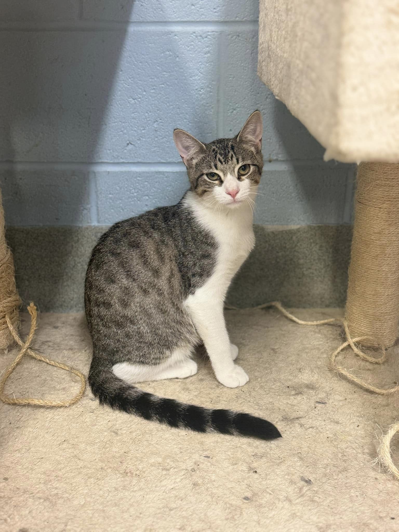 Cat for adoption Pepper & Anchovy, a Domestic Short Hair in