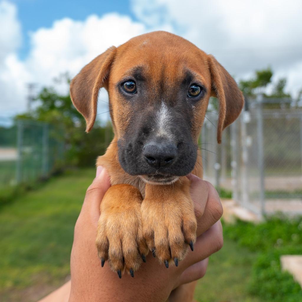 Enlarge Rexy, a Adoptable mixed breed in Mangilao, GU image 1/2