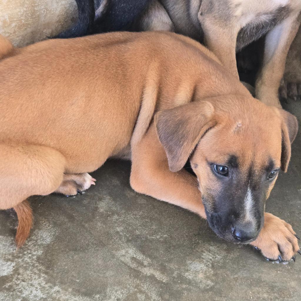 Enlarge Rexy, a Adoptable mixed breed in Mangilao, GU image 2/2
