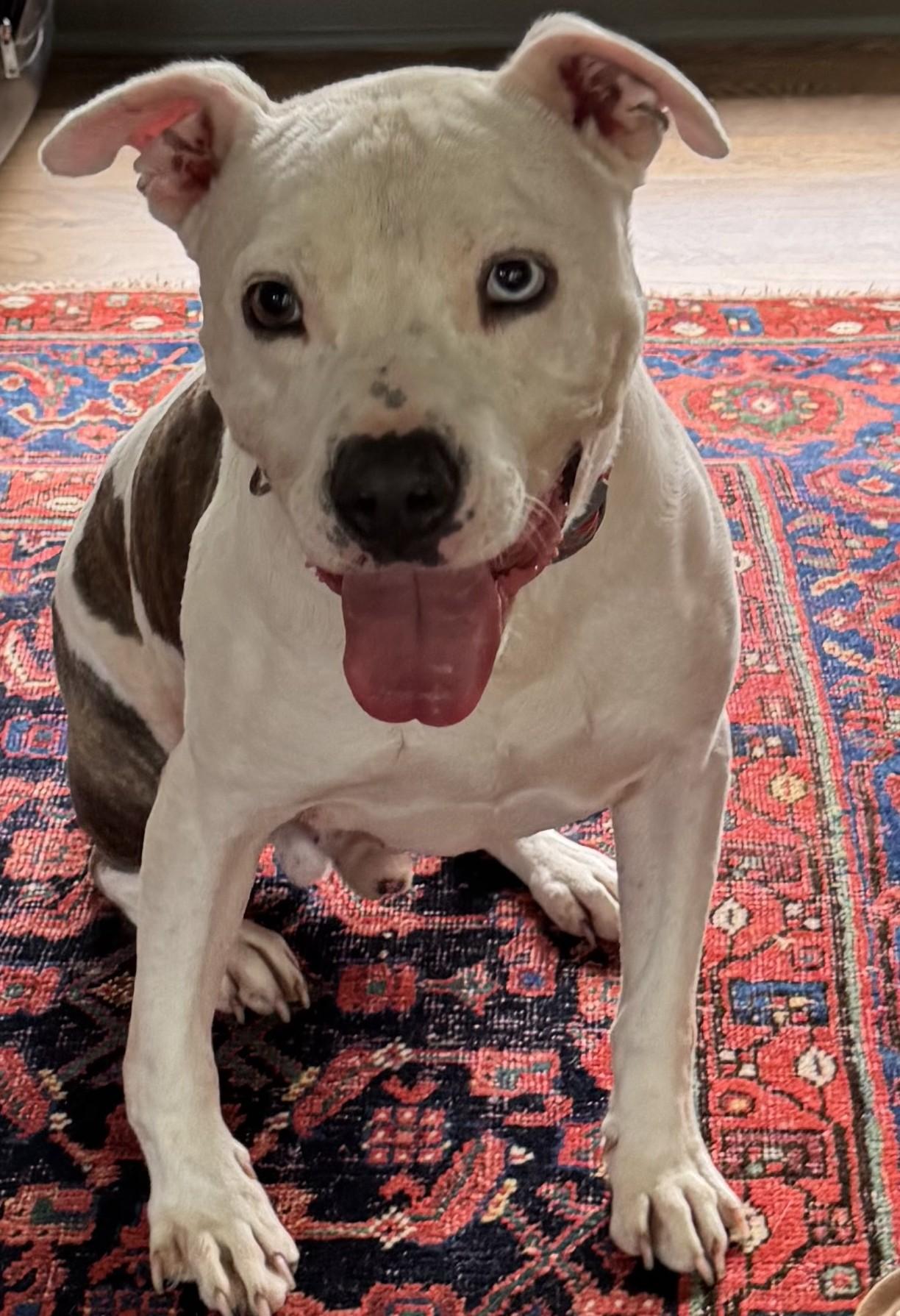 Enlarge Pascal, a Adoptable Mixed Breed in Arlington, TN image 2/6