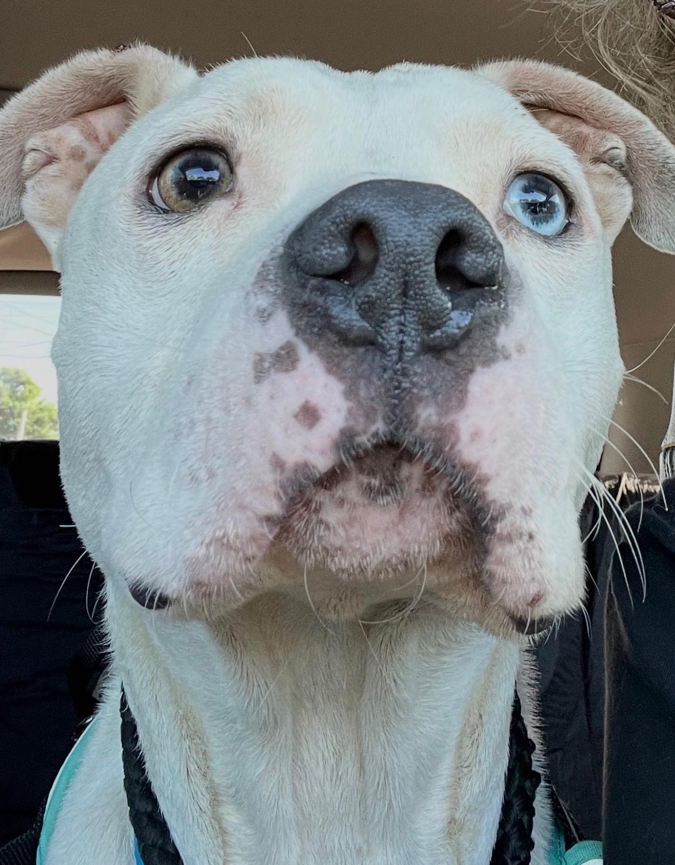 Pascal, Adoptable, Young Male Mixed Breed.