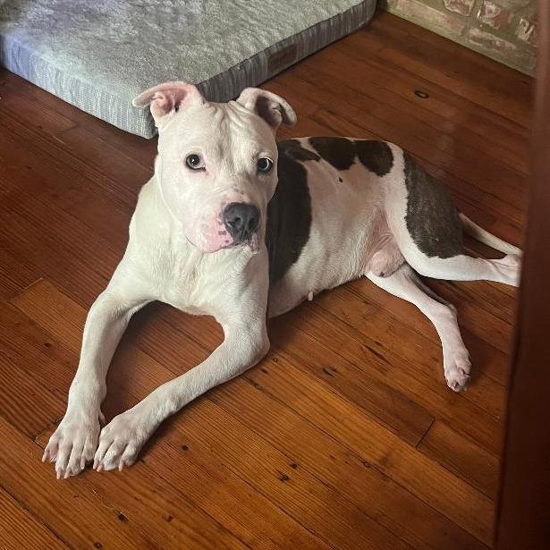 Pascal, Adoptable, Young Male Mixed Breed.