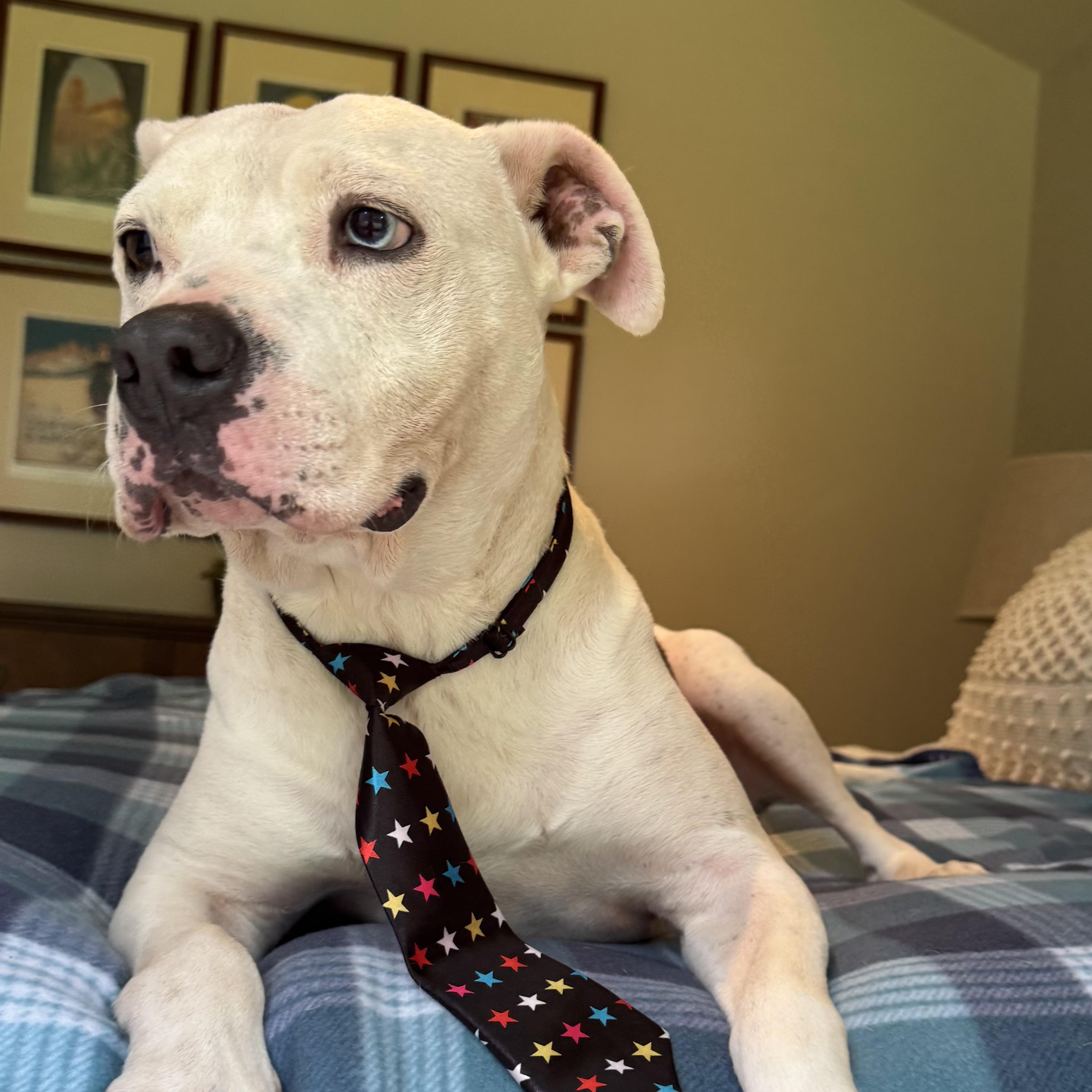 Pascal, Adoptable, Young Male Mixed Breed.