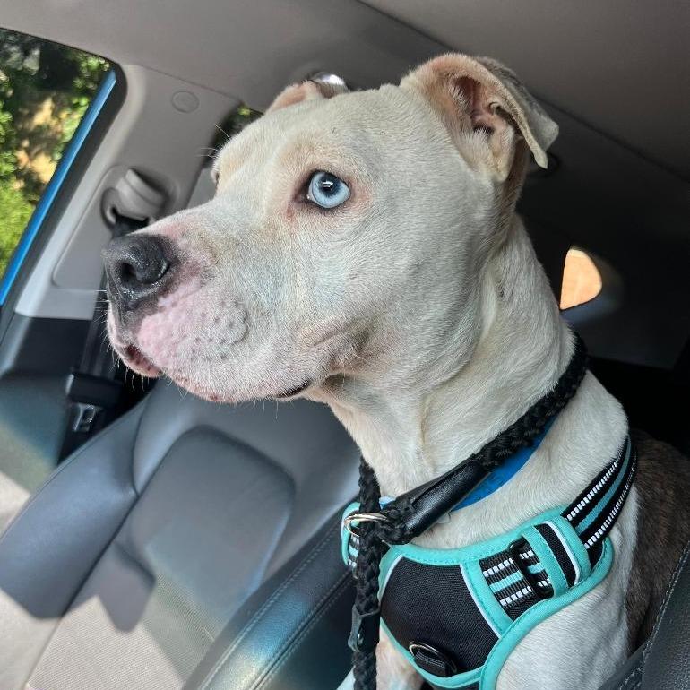 Pascal, Adoptable, Young Male Mixed Breed.