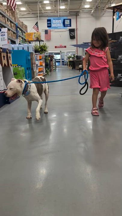 Enlarge Pascal, a Adoptable Mixed Breed in Arlington, TN video 2/6