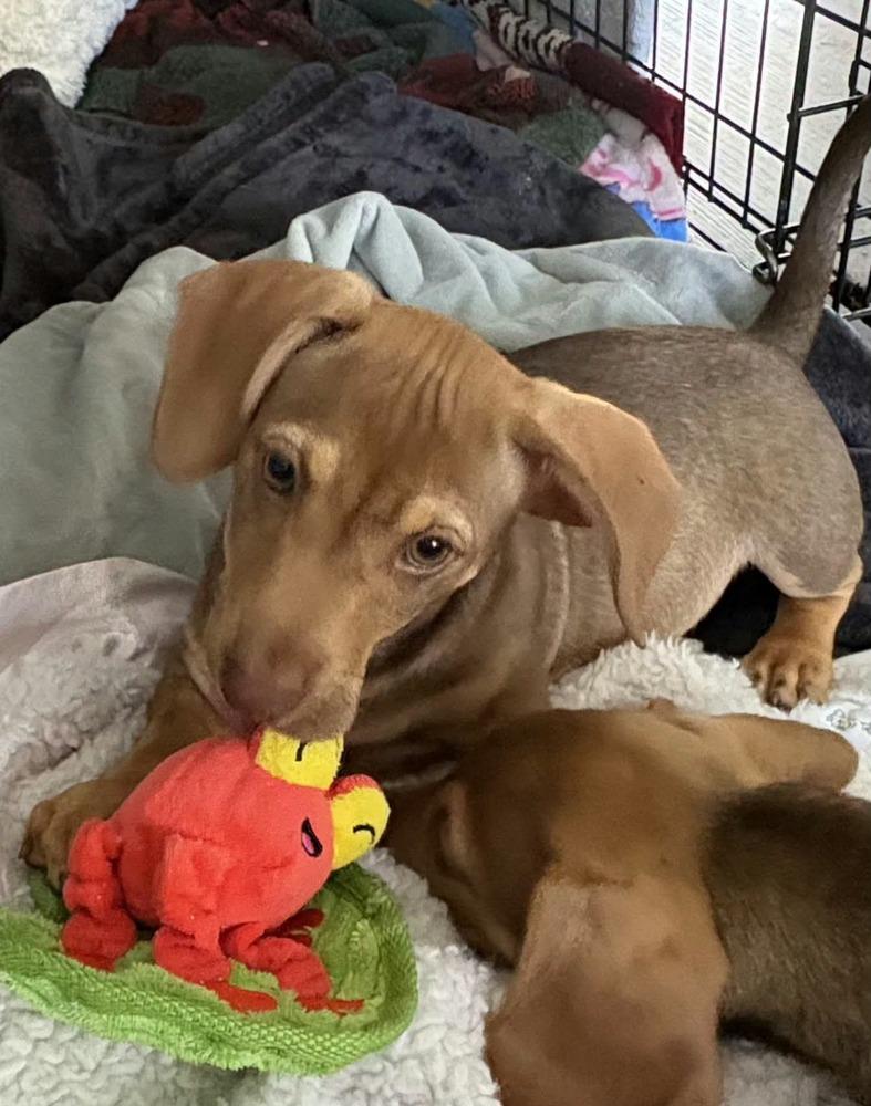 Rabbit, Adoptable, Puppy Male Dachshund & Chihuahua.