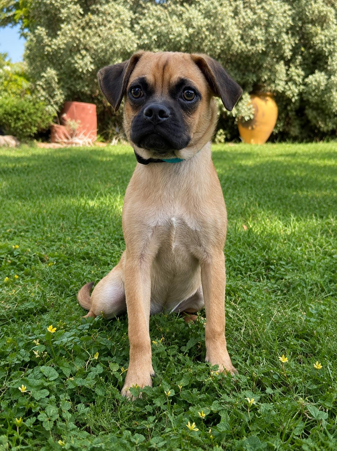 FERGUSON, Adopted, Puppy Male Pug.