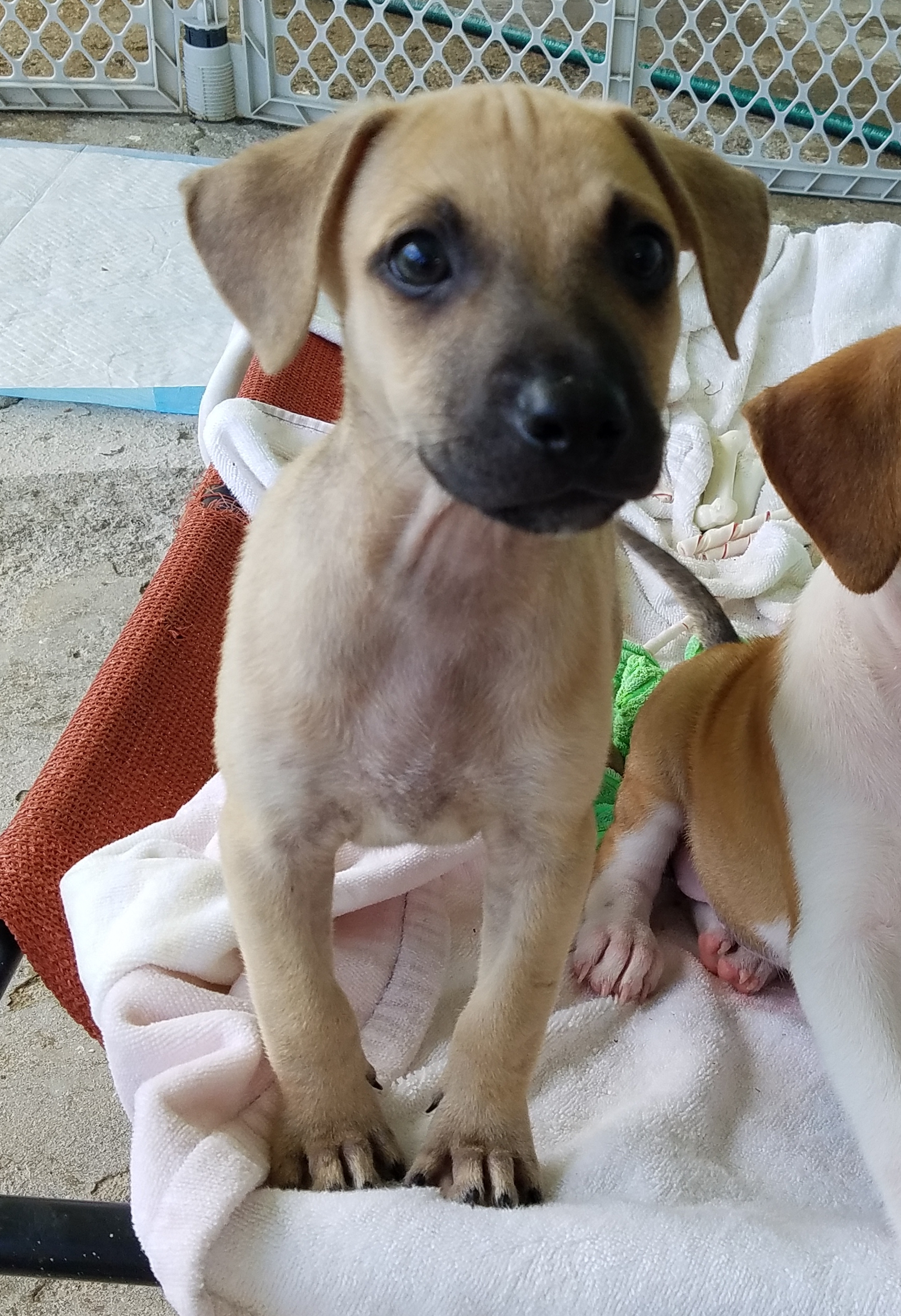 Winni, Sarah, Max, & Mary, Adopted, Puppy Female Labrador Retriever & Beagle.