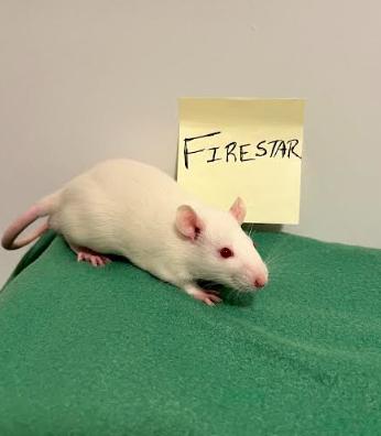 Enlarge Firestar, an adopted Rat in Woonsocket, RI image 1/1