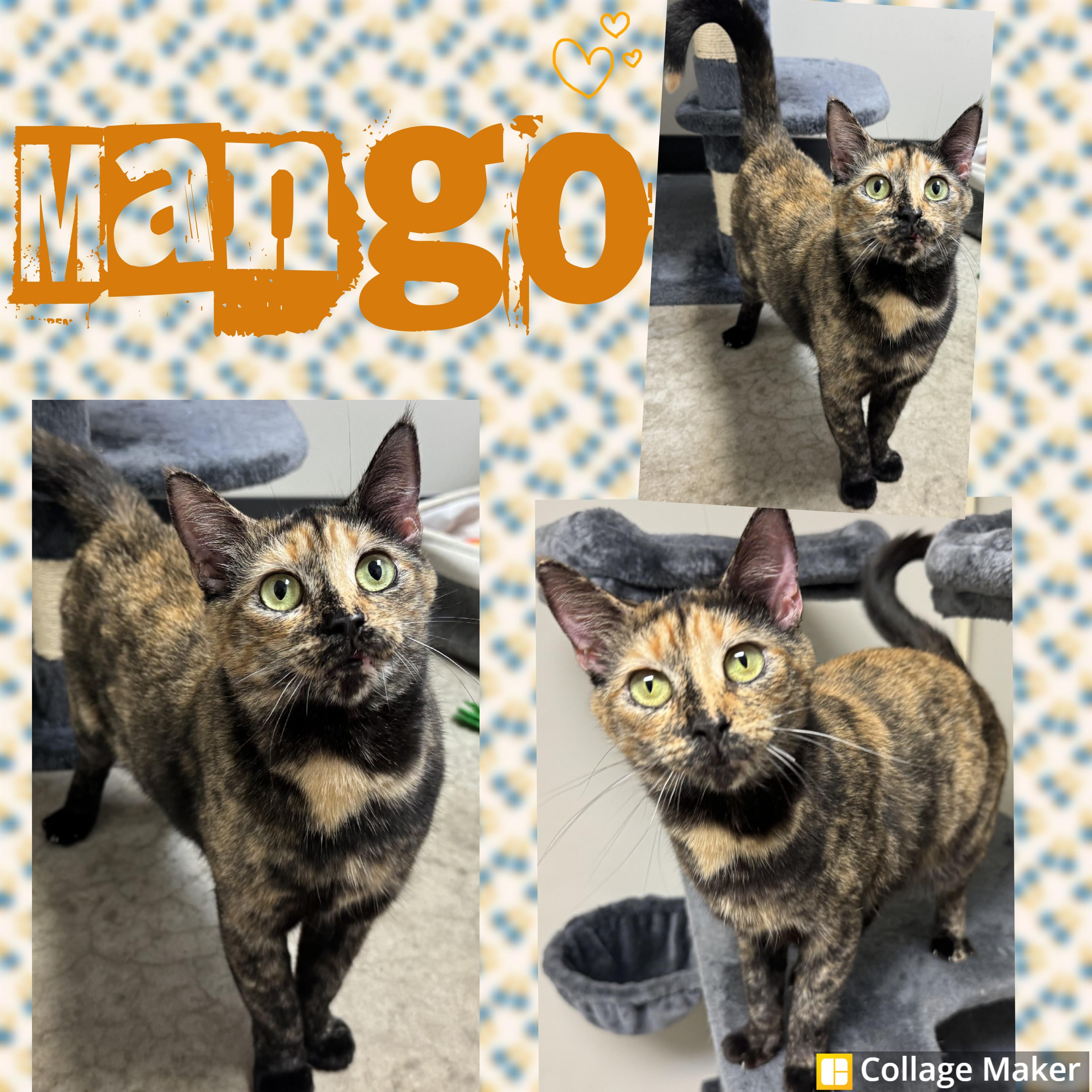Enlarge Mango, a ADOPTABLE mixed breed in Clearfield, PA image 1/1