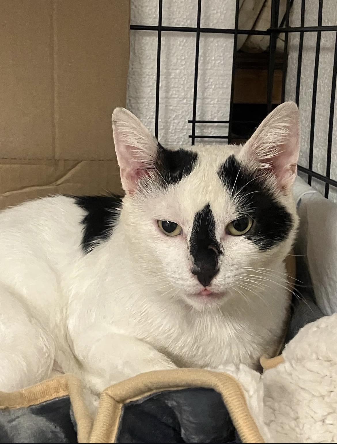 Enlarge Zorro, a Adoptable Domestic Short Hair in Brooklyn, NY image 5/5