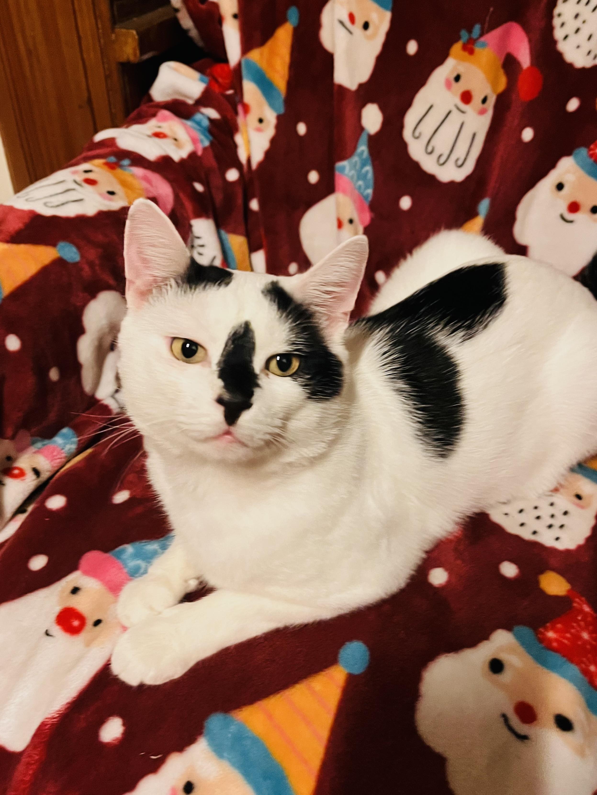 Zorro, Adoptable, Adult Male Domestic Short Hair.