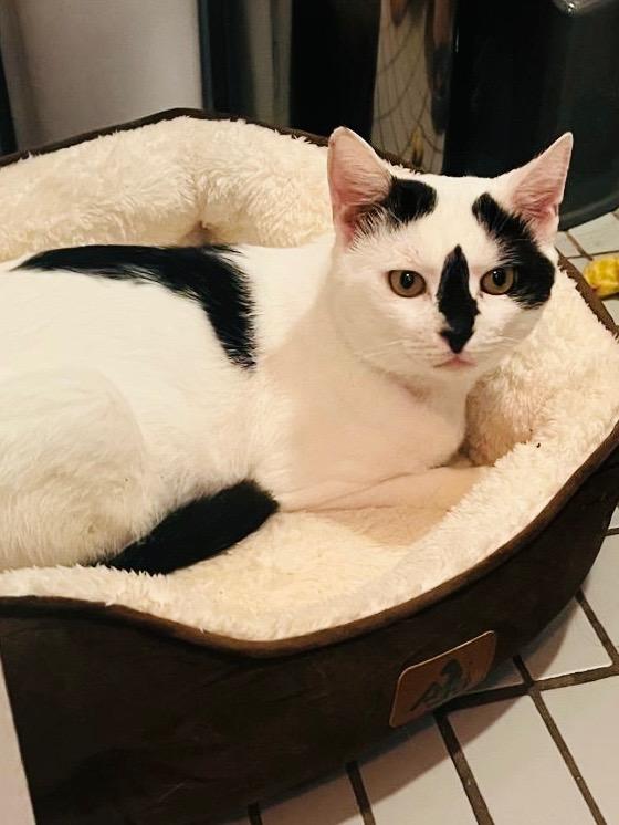 Enlarge Zorro, a Adoptable Domestic Short Hair in Brooklyn, NY image 2/5