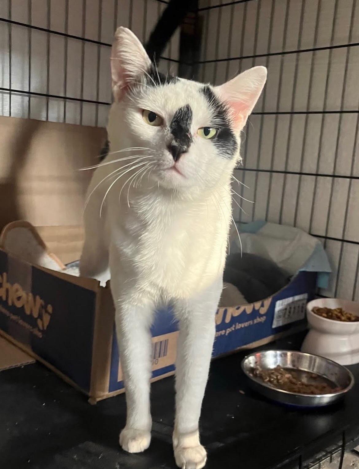 Enlarge Zorro, a Adoptable Domestic Short Hair in Brooklyn, NY image 4/5