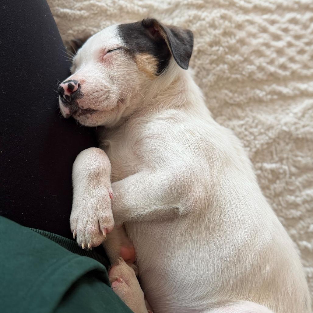 Reuben, Adoptable, Puppy Male Hound & Mixed Breed.