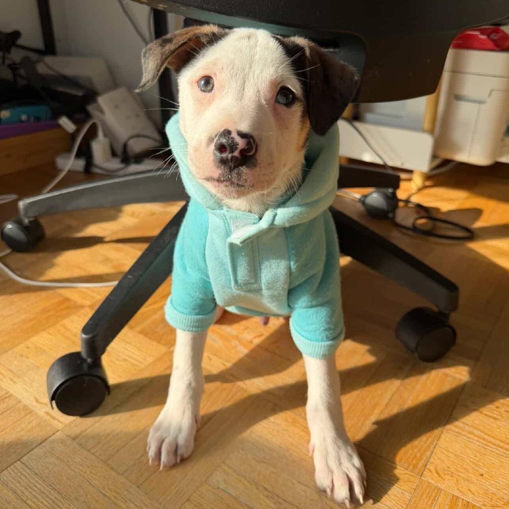 Enlarge Reuben, a Adoptable mixed breed in Jersey City, NJ image 2/6