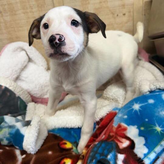 Enlarge Reuben, a Adoptable mixed breed in Jersey City, NJ image 3/6