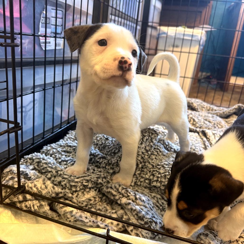 Reuben, Adoptable, Puppy Male Hound & Mixed Breed.