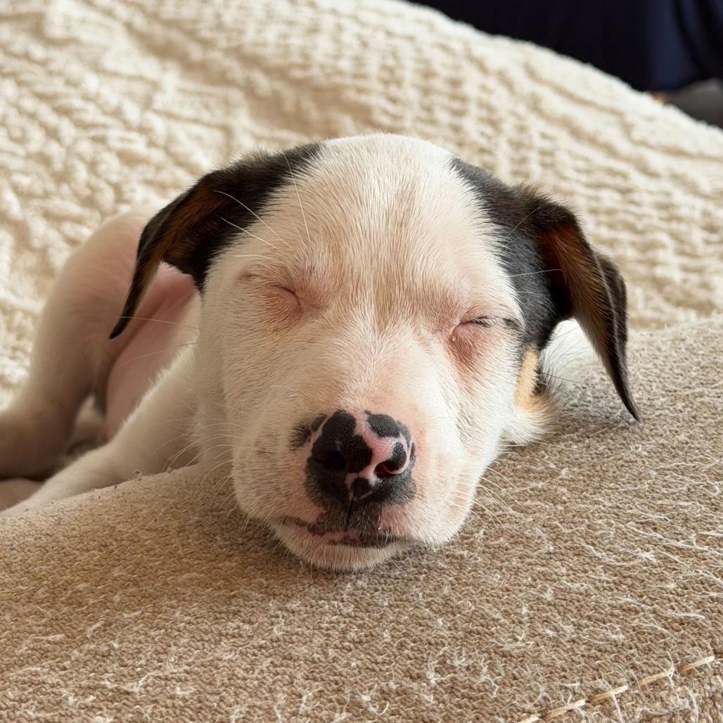 Enlarge Reuben, a Adoptable mixed breed in Jersey City, NJ image 4/6