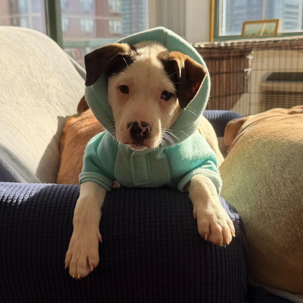 Enlarge Reuben, a Adoptable mixed breed in Jersey City, NJ image 5/6
