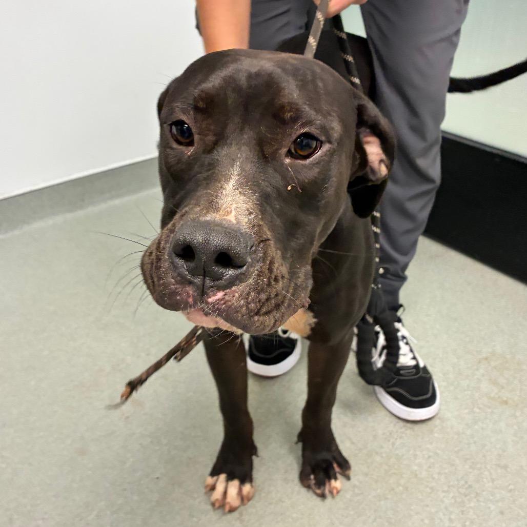 Enlarge Zeus, a Adoptable mixed breed in Abilene, TX image 1/2