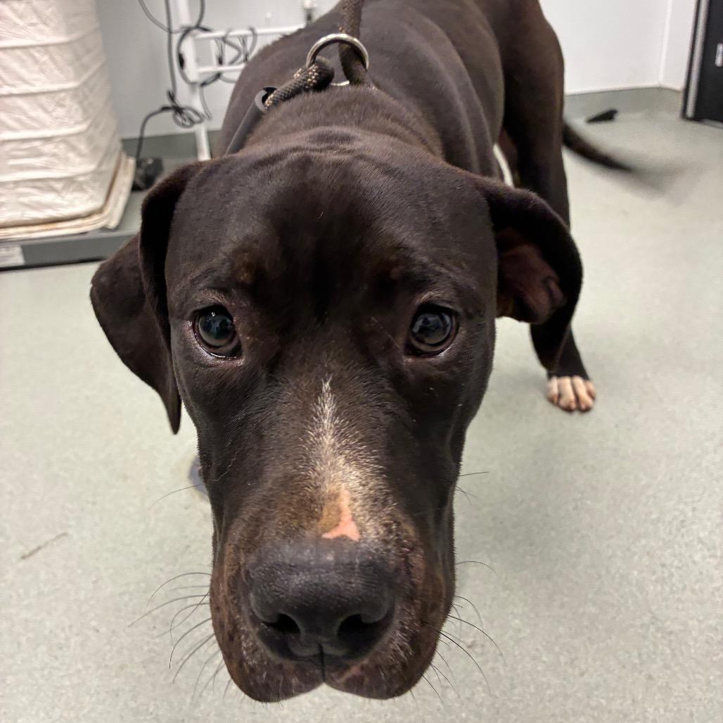 Enlarge Zeus, a Adoptable mixed breed in Abilene, TX image 2/2