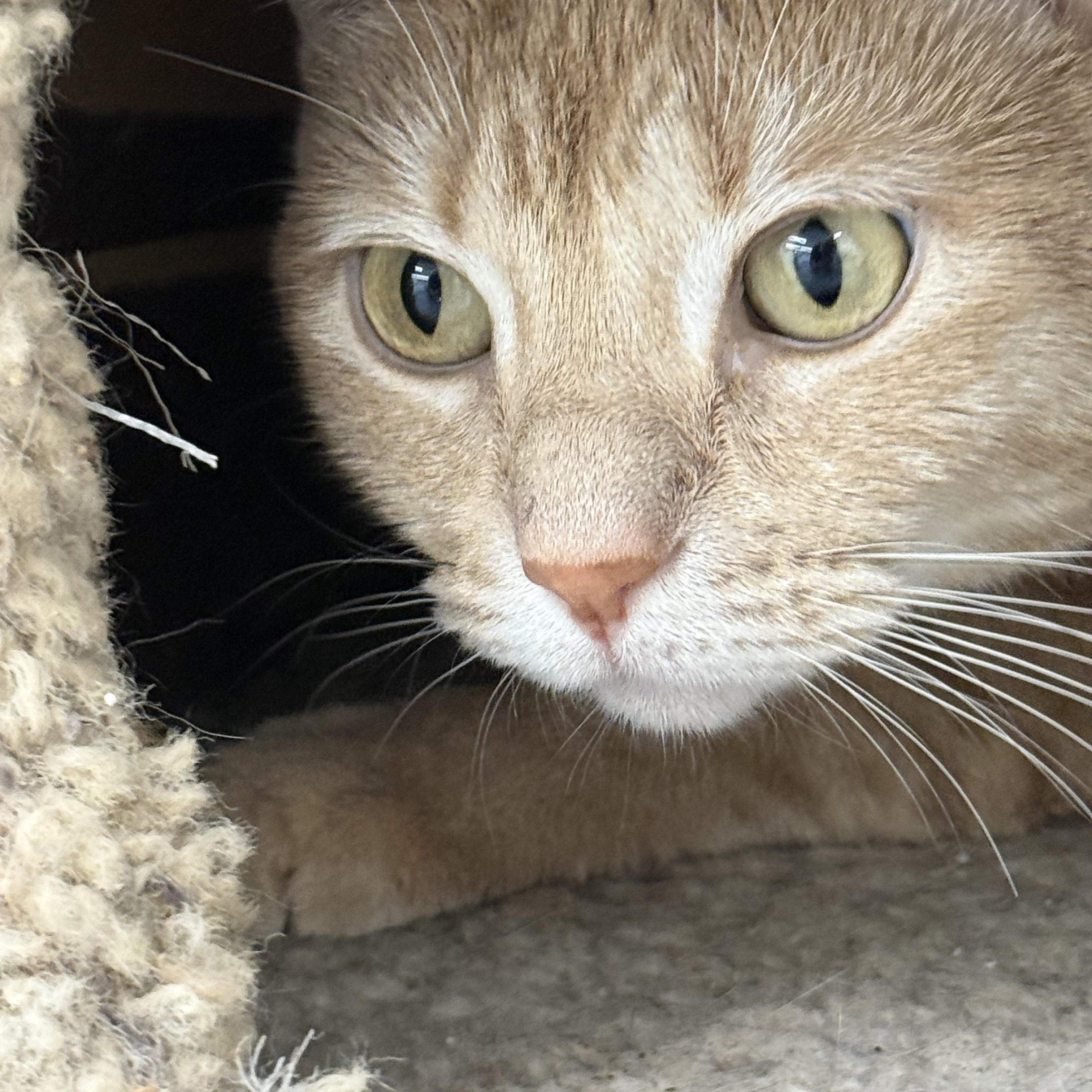 Enlarge Pretty Lady, a Adoptable Domestic Short Hair in Fort Benton, MT image 1/1