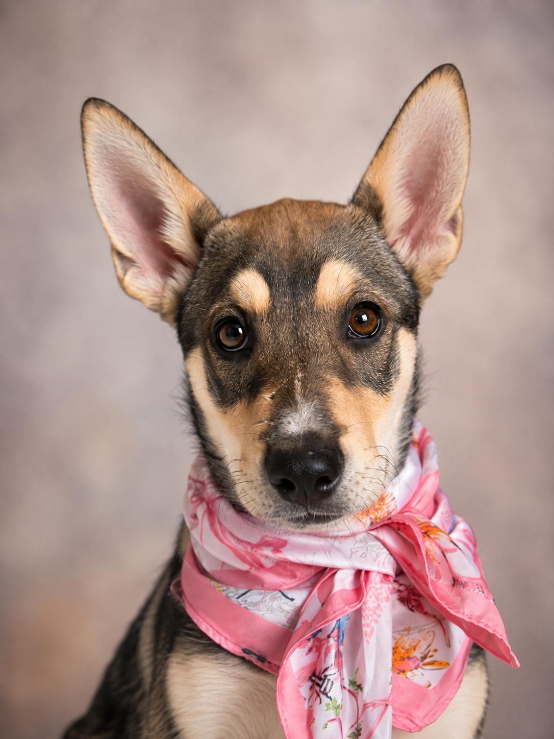 Enlarge Fawn-The Sweetest Little Woodland Creature, a ADOPTABLE mixed breed in Menifee, CA image 4/4