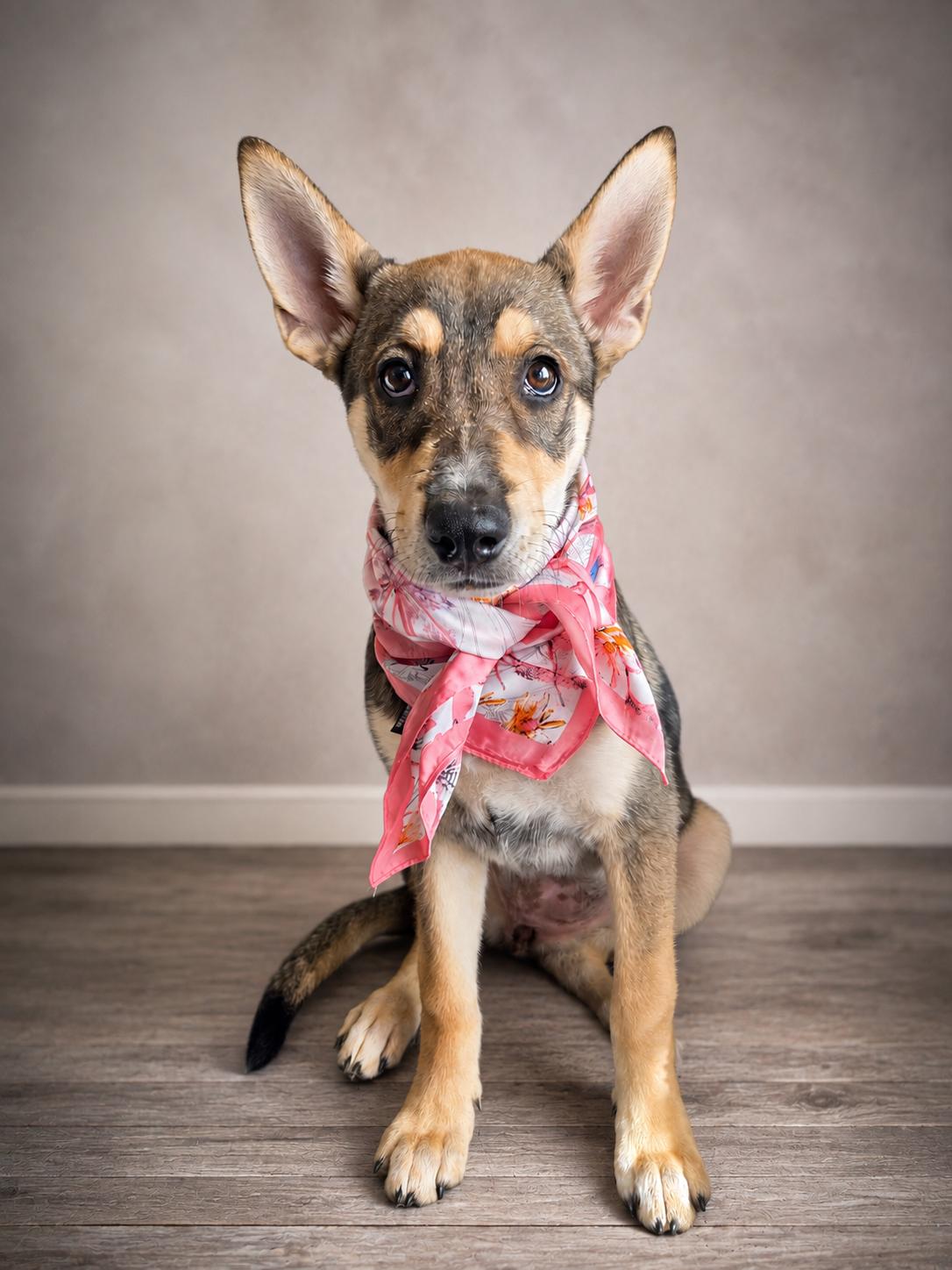 Fawn-The Sweetest Little Woodland Creature, ADOPTABLE, Puppy Female German Shepherd Dog & Shiba Inu.