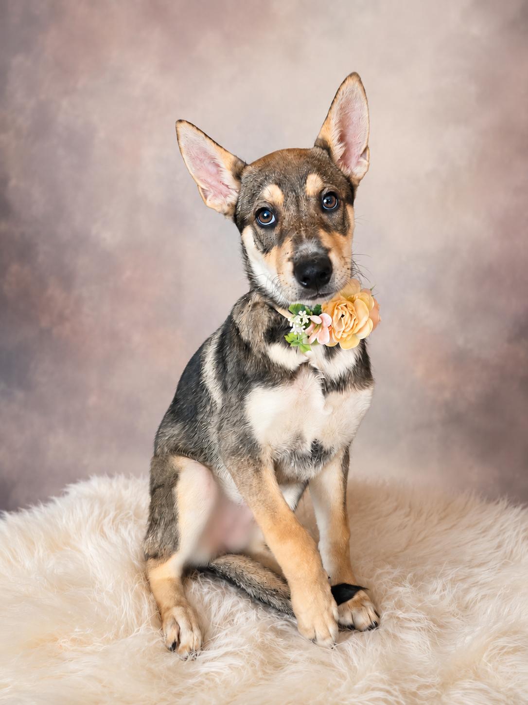 Enlarge Fawn-The Sweetest Little Woodland Creature, a ADOPTABLE mixed breed in Menifee, CA image 2/4