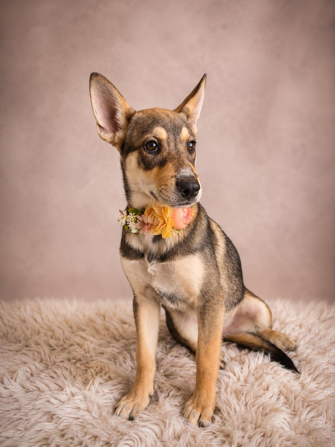 Enlarge Fawn-The Sweetest Little Woodland Creature, a ADOPTABLE mixed breed in Menifee, CA image 3/4