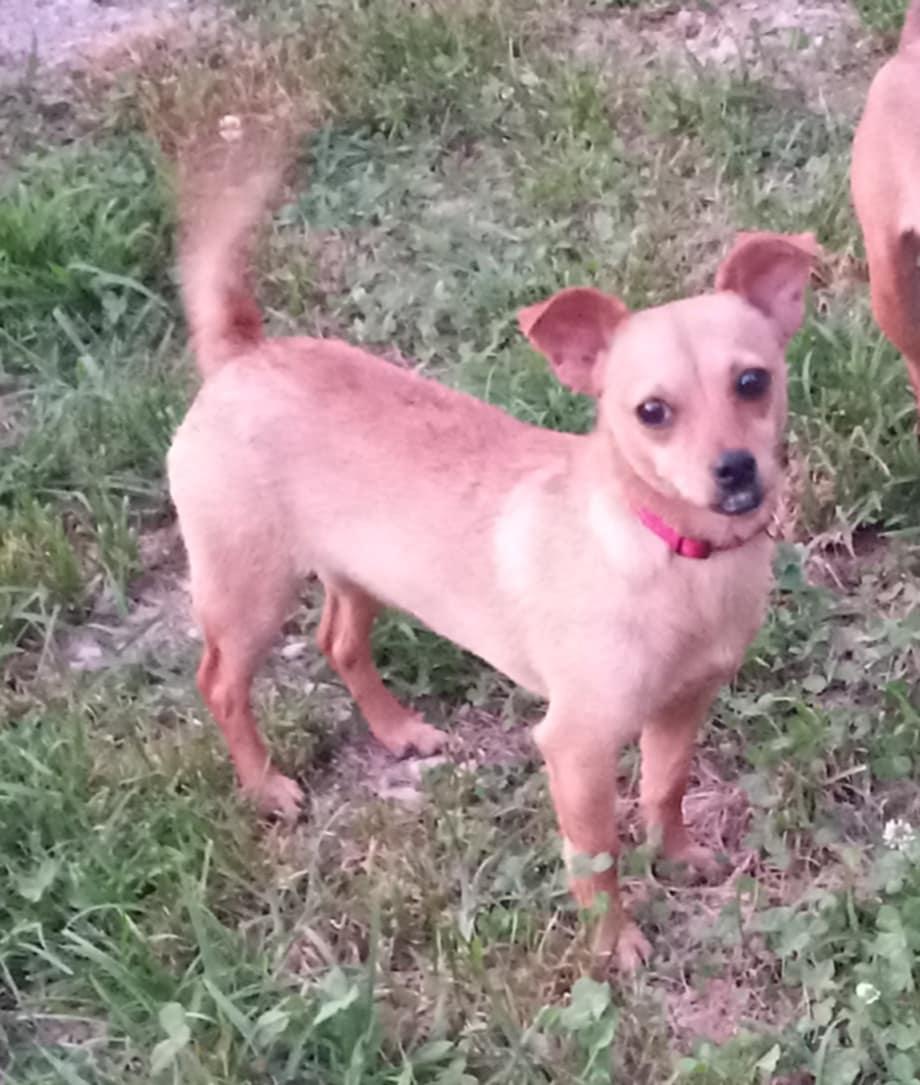 Enlarge May in Kentucky, a Adoptable mixed breed in Albany, KY image 3/3