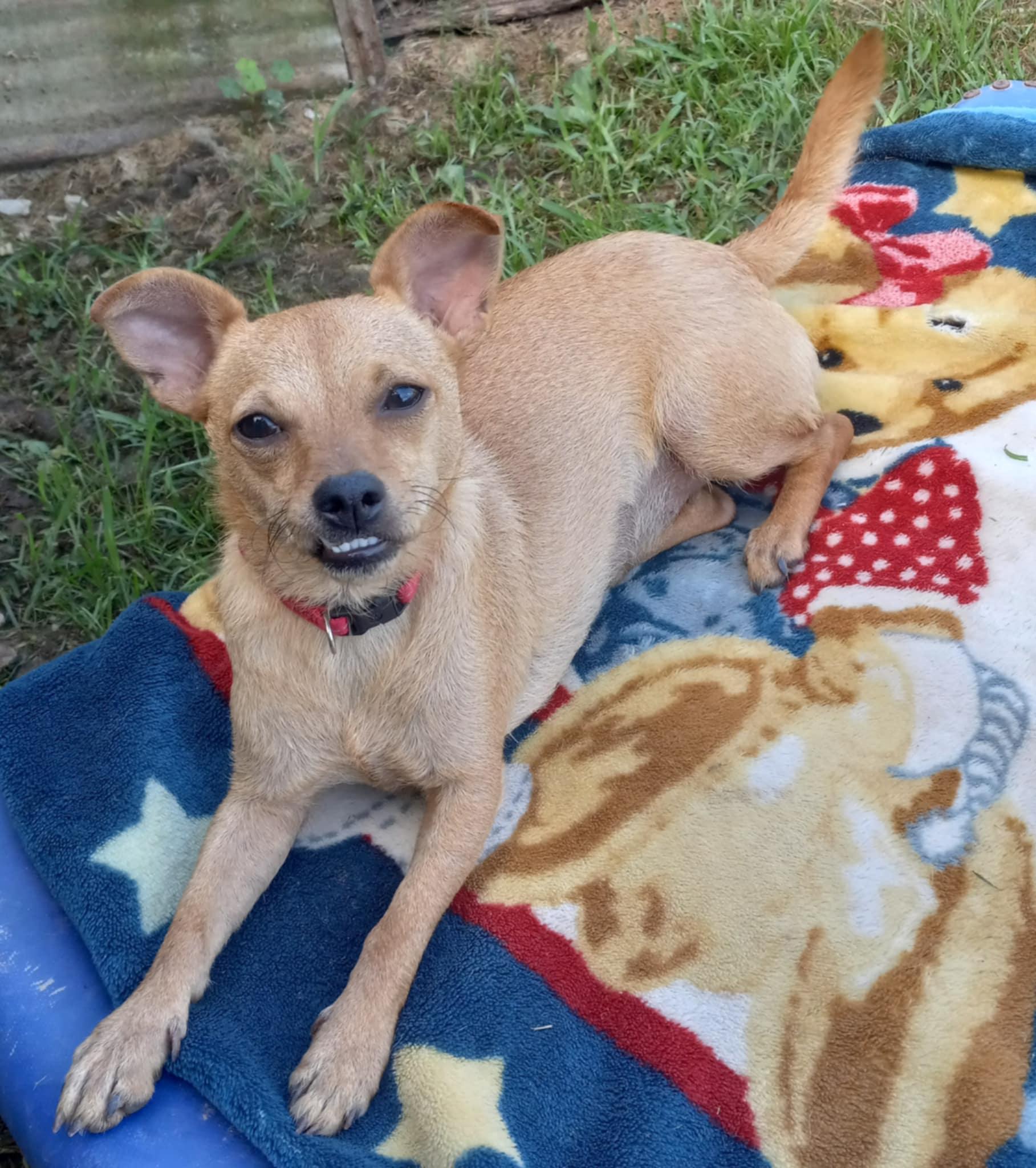 Enlarge May in Kentucky, a Adoptable mixed breed in Albany, KY image 1/3