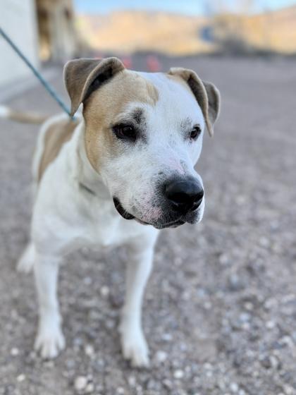 Enlarge Muttley Crue*, a Adoptable mixed breed in El Paso, TX image 1/3