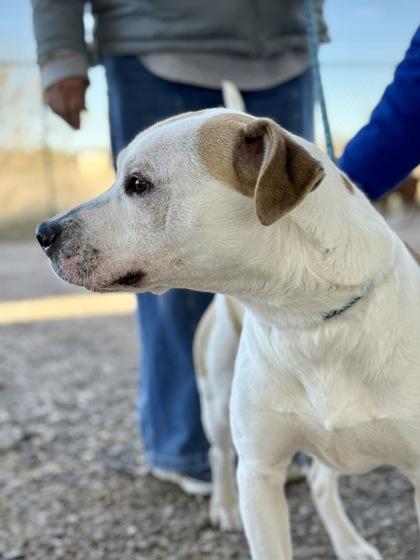 Enlarge Muttley Crue*, a Adoptable mixed breed in El Paso, TX image 2/3