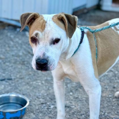 Enlarge Muttley Crue*, a Adoptable mixed breed in El Paso, TX image 3/3