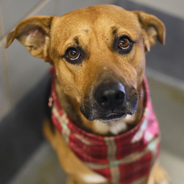 JUPITER, Adoptable, Young Male American Staffordshire Terrier.