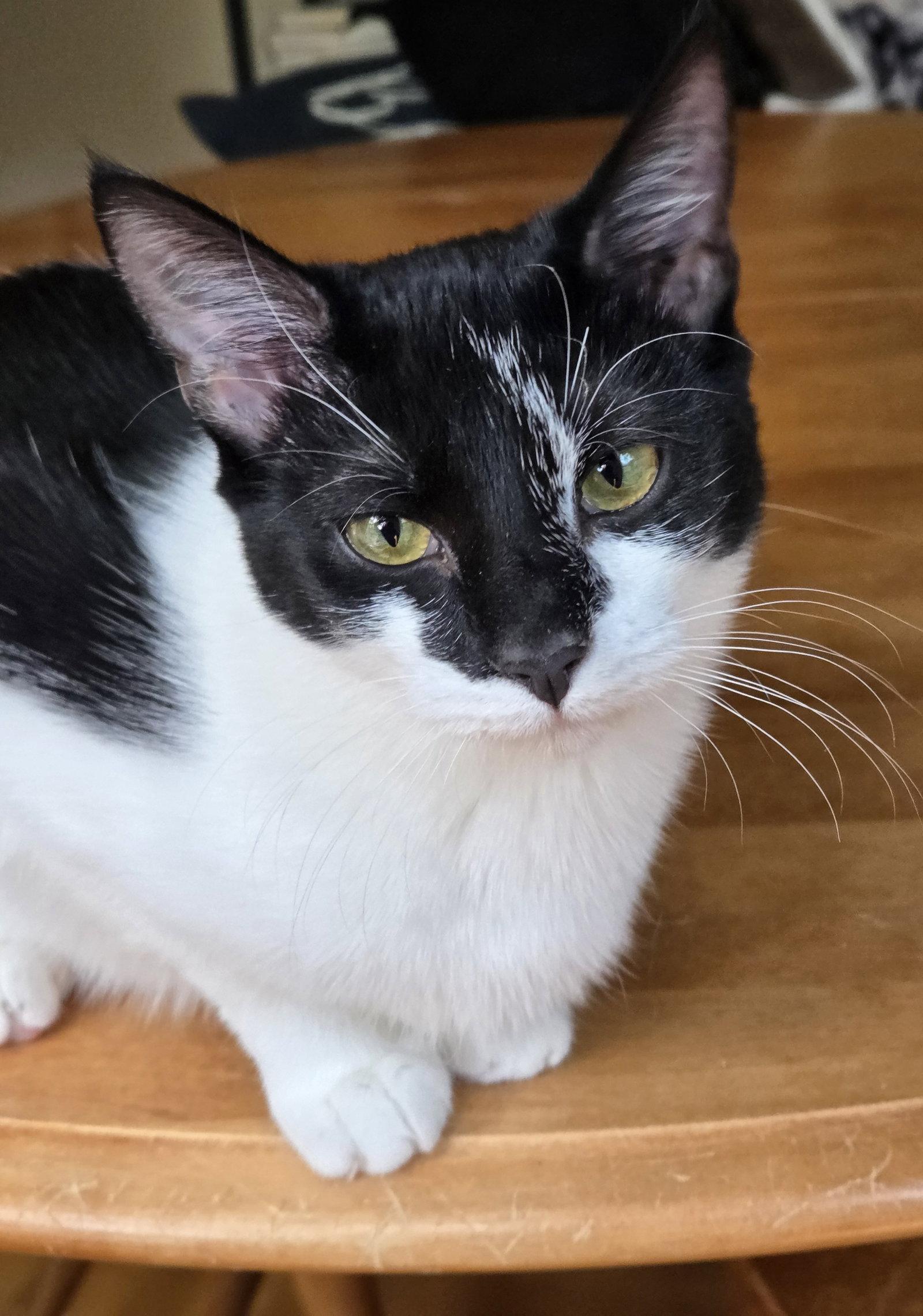 Enlarge Swirl, a Adopted Domestic Short Hair in Pittsboro, NC image 1/3