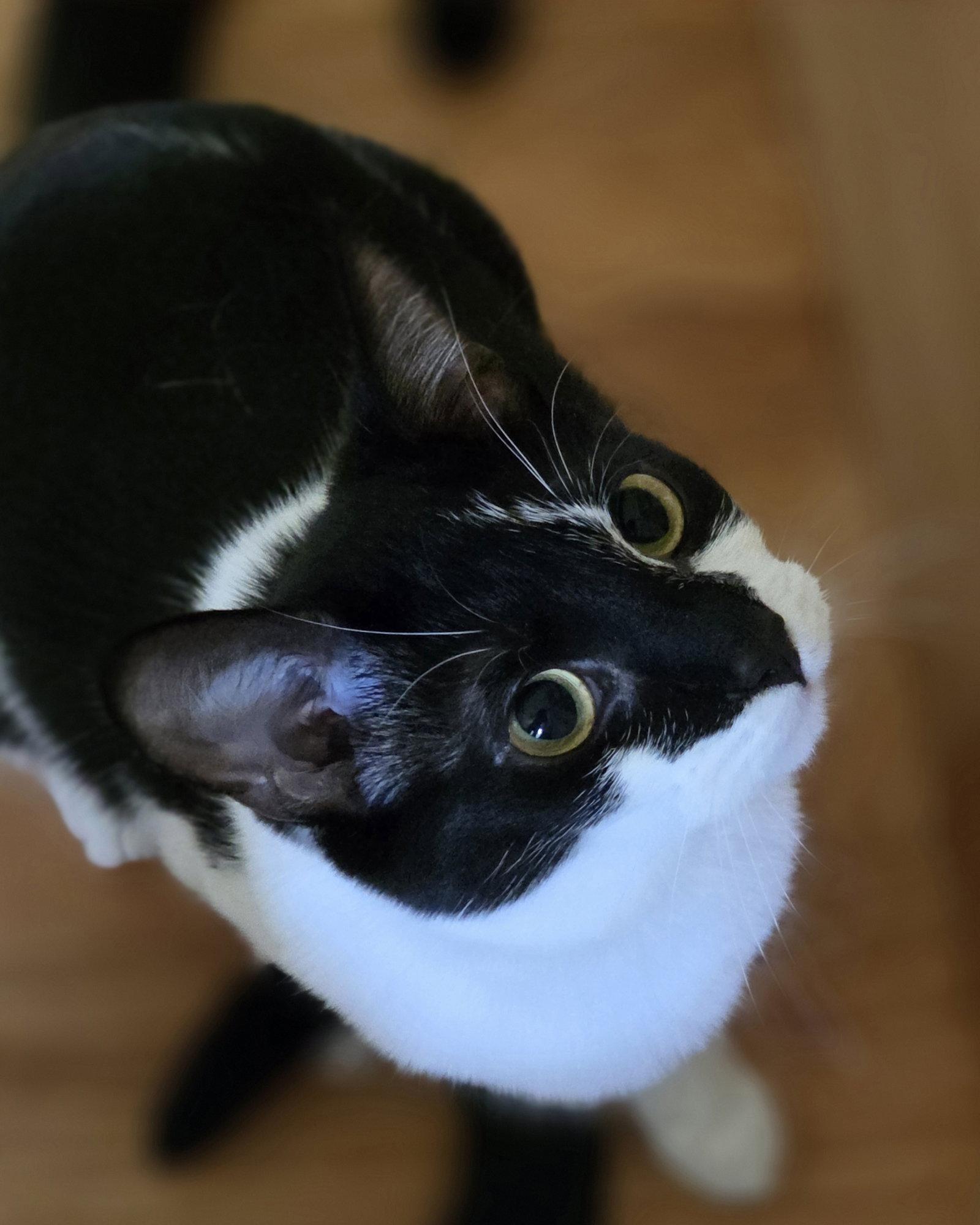 Enlarge Swirl, a Adopted Domestic Short Hair in Pittsboro, NC image 2/3
