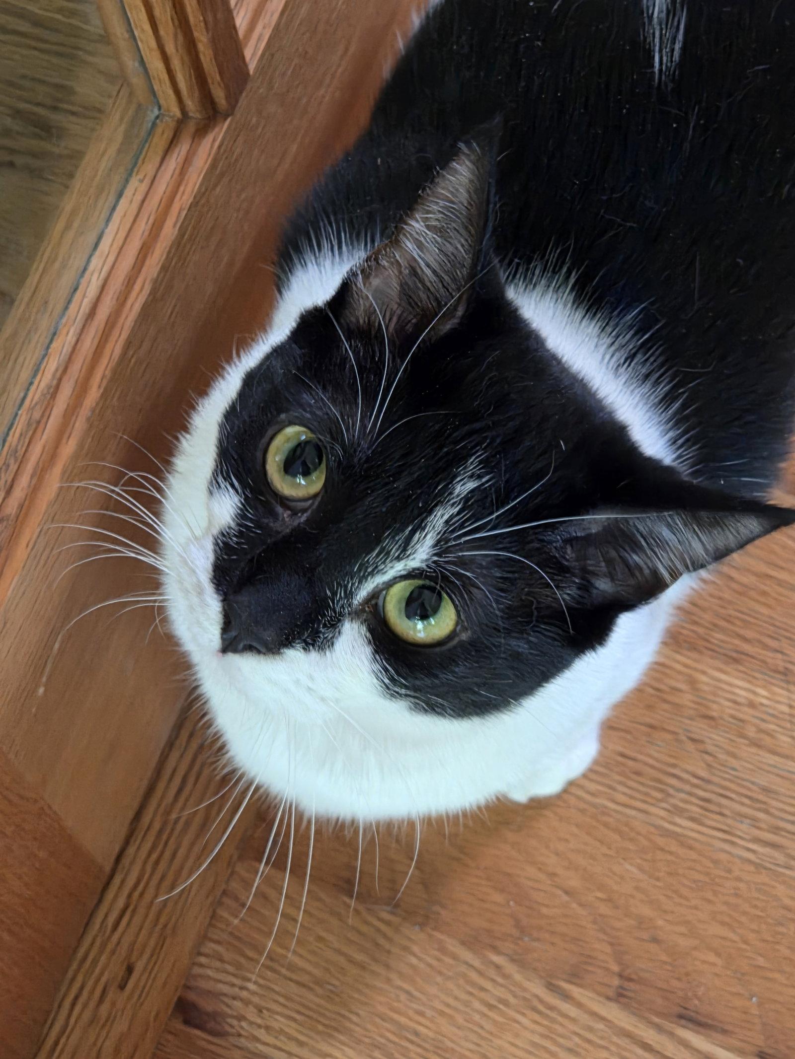 Enlarge Swirl, a Adopted Domestic Short Hair in Pittsboro, NC image 3/3