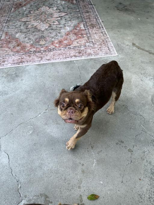 Becky, an adopted French Bulldog in Los Angeles, CA image 3/4