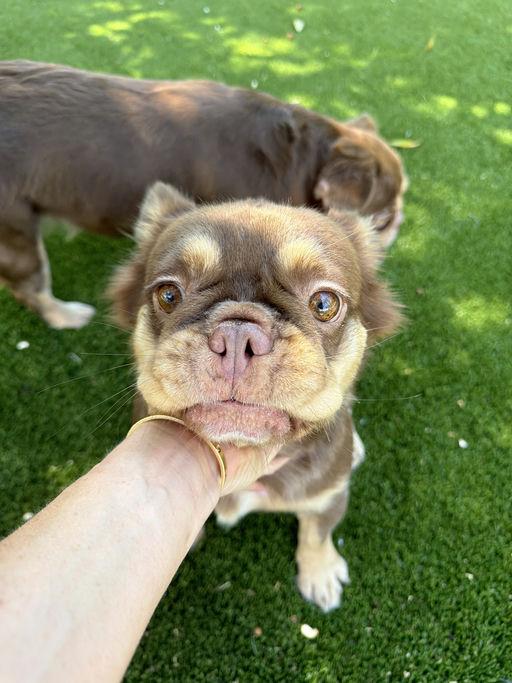 Becky, adopted, Young Female French Bulldog.