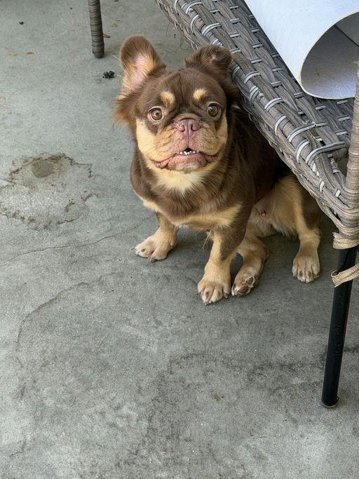 Becky, an adopted French Bulldog in Los Angeles, CA image 4/4